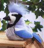 Blue Jay