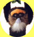 Dada - Click to order.