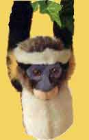 Tahoo - Click to order.