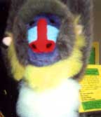 Diallo - Click to order.