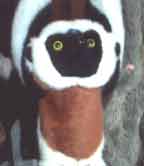 Longtemps - Click to order.