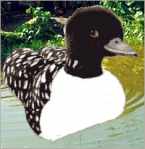 Loon