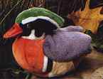 Wood Duck